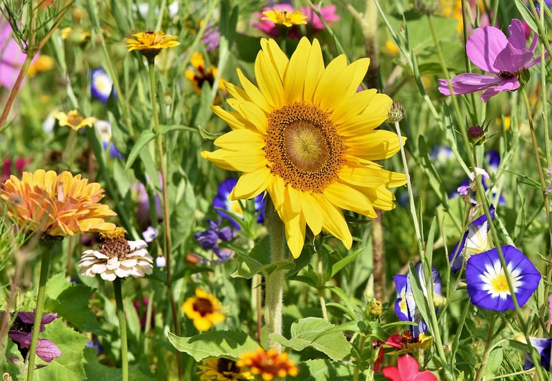 Sustainable Gardening